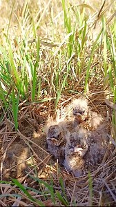 388K views · 12K reactions | Lark mother SINGING songs after feeding HUGE caterpillar to babies | Lovely Bird Family | Facebook