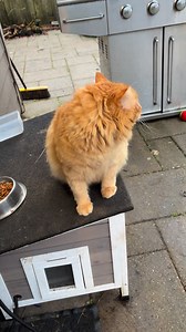 Garfield did stomp his one paw once lol 🤣 #cats #cute | Pot Maya