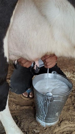 The cost of grief and the consequences of stubbornness are not seen 🙇🔥#farming #dairyfarm #cow #s...