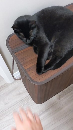 Understanding Cat Behavior: Why She Reacts to Nails