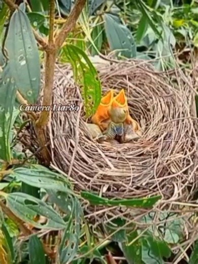 A Greater Coucal parent bird preys on Long-tailed Shrike nestlings in their nest