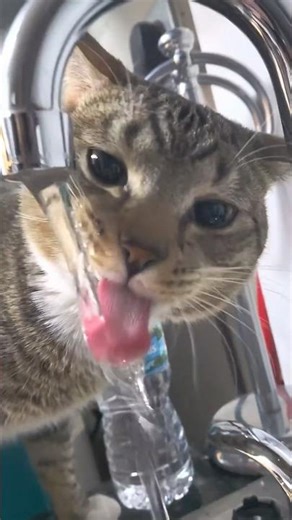 Cats love running water 🥰 #cat #shorts #trending #cute #pets #funny #viral #viralvideo #fyp #fypシ