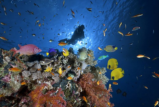 Learn to Scuba Dive in Utah - Dive Addicts