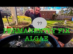 The algae solution // immediately remove and prevent algae in your pond