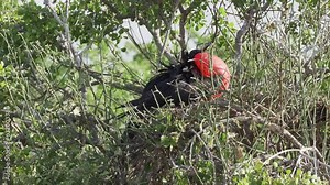 Magnificent frigatebird, Fregata magnificens, is a big black seabird with a characteristic red gular sac, Frigate bird nesting in bushes at the coastline of the pacific ocean of the Galapagos islands.