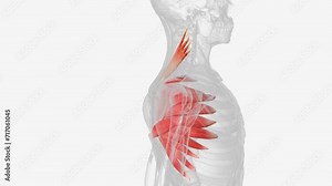 Levator scapulae is a posterior Axio-appenducular muscle that connects the upper limb to the vertebral column .