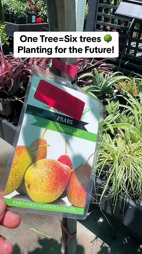 Planting for the Future! Unlock the Secrets of Tree Multiplication