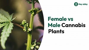 How to Identify Female and Male Cannabis Plants?