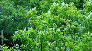 Northern Red Oak (Quercus rubra) at Porcupine Mountains Wilderness State Park in Michigan
