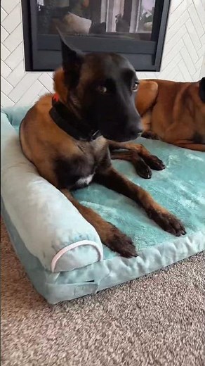 Orthopedic Washable Large Dog Bed Cozy Support for Pets of All Sizes #dogbed #orthopedicdogbed