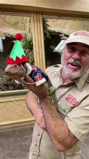 He’s been waiting all year for this one 🎅🏼 🦎 #christmas #learnontiktok #tiktokpartner