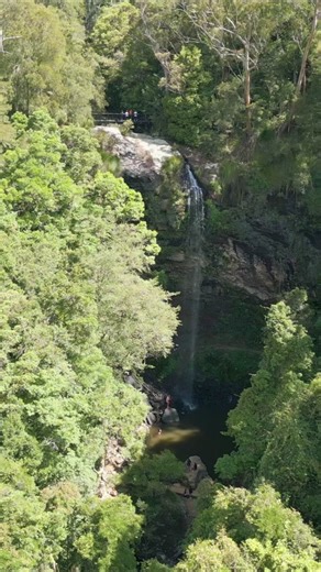 Springbrook National Park 🌳 #forest #goldcoast #waterfalls #nature