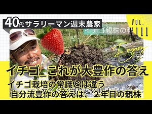 【いちご栽培の常識を覆す！_Vol.111】大豊作の2年目親株と、新たなチャレンジ3年目親株で育てる移植と植え替えのコツ【KJ FARM式】
