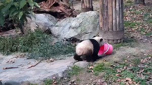 17K views · 2K reactions | I don’t have even a cent to pay for the bamboo shoots that I ate, but I’m willing to offer an exclusive service of delivering take-away to pay for the bill. (Hua Mei’s cub) #HiPanda #CCRCGP #BestJobInTheWorld | iPanda | Facebook