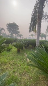 Cycas revoluta | AGP Nursery Farm | Facebook