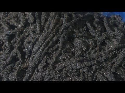 live wrapping big black lugworm for fishing