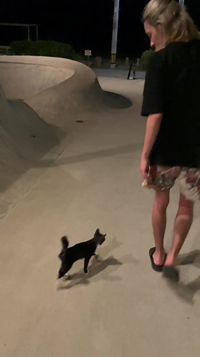 母猫が呆れるくらいついてくる子猫ちゃん🐈‍⬛#子猫 #子猫のいる生活 #子猫動画 #子猫の鳴き声 #猫 #猫のいる暮らし