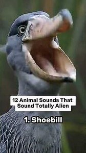 12 Animal Sounds That Sound Totally Alien
