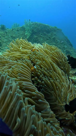 NEMO LIED TO YOU. When Nemo’s mom died, Marlin should have turned into his new mom. Clown fish (AKA Nemo’s) are Sequential Hermaphrodites, meaning the largest male turns female once the dominant female dies. This suggests Marlin had a sneaky link & is the reason he didn’t become a female in the movie #nemo #scubadive #marinebiology