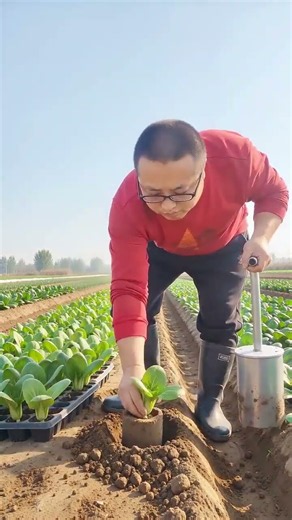 🌿 Smart Vegetable Harvesting Technology – The Future of Modern Farming