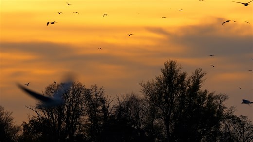 European Laughing Gulls