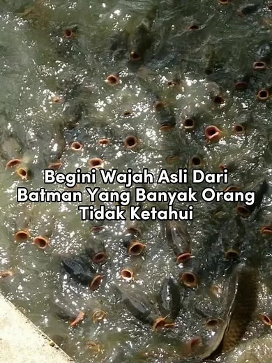 Exploring Unique Fish Behavior in Natural Water Bodies