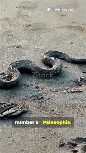 Top 5 Biggest Saanp Kabhi Bache?