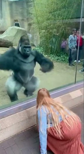 Woman Jumps… Gorilla Copies Every Move 😳🦍#shorts