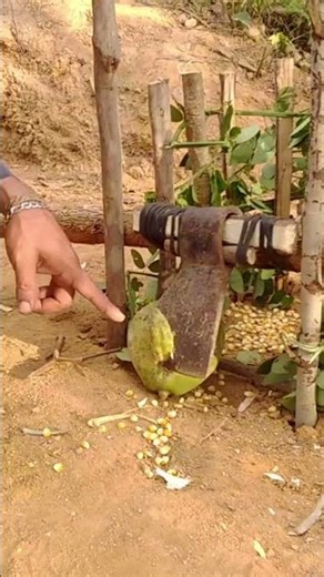 Primitive survival trap. #traps #survival #youtubeshorts