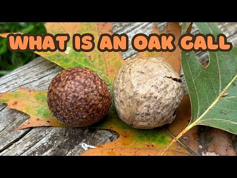 What is an Oak Gall? I think they are so fascinating