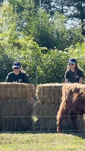 Give us your Game 3 #ALDS predictions ⚾️🏟️ “Blue” and “Jay” want to know 🐮💙#WANTITALL | The Toronto Zoo