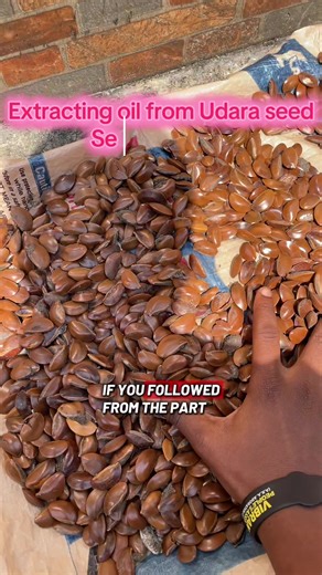 Extracting Oil from Udara Seed: Step 4 - Powdering Endosperm