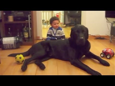 40kg LABRADOR vs. 👼 BABY