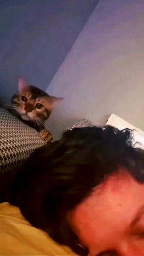 18M views · 624K reactions | Awaara Billa (Part-6) #petanimals #awarabilla #samsherkhan #kolkata #funnyvideo #trending #viralvideofb | Md Samsher Alam | Facebook