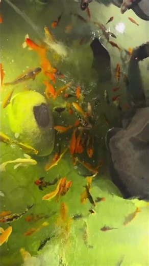 Relaxing Koi Fish Boomerang 🐟 | Looping Video Made with Ezy Video to Boomerang