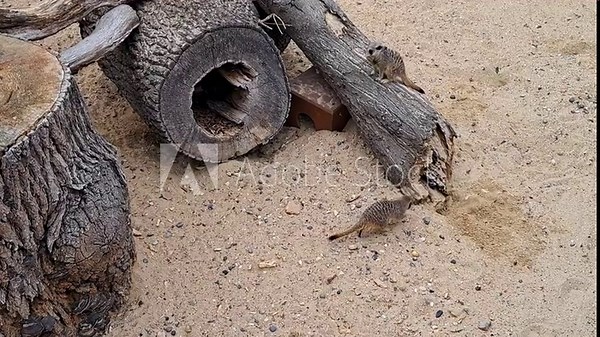Suricata group digging hole in sandy zoo farm enclosure daytime scene