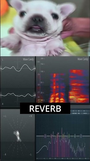 i am pibble wash my belly edit sound effect variations #soundeffects #cute #flp_project #bulldog