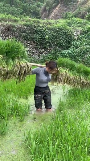 Stepping barefoot into the soft mud new seedlings are handed out with fingertips. The wind