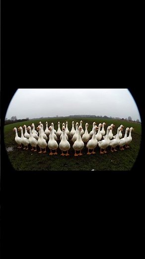 Funniest Duck Army Ever Recorded 🦆😂