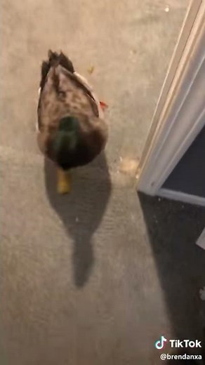 JERRY STOP SCREAMING!!!