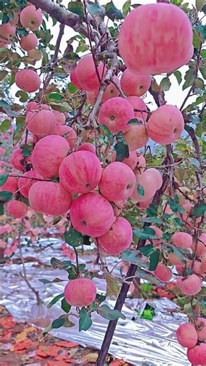 "The apples have turned red, worries have vanished, and good fortune has arrived."