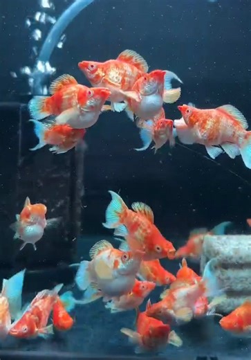 Discover the Fascinating World of Molly Fish