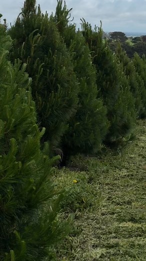 Your First Real Tree, Simplified. If you've always used a plastic tree but dream of that classic, fresh tree scent, this year is your chance to upgrade—without any of the hassle. We understand the questions: Will it last? Will I struggle to set it up? What about the clean-up? We've designed our service specifically for you, the first-time real tree buyer, to be completely worry-free. 🌟 The Quality Guarantee: Forget the risk of buying unseen. Every tree is hand-pruned on our farm for premium qua