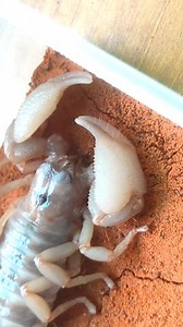 #insect #nature #insects #naturephotography #macro #macrophotography #photography #wildlife #bug #butterfly #naturelovers #bugs #photooftheday #wildlifephotography #insectphotography #entomology #instagood #animals #flowers #animal #outdoors #bee #closeup #flower #butterflies #summer #beautiful #art #garden #fbreelsfypシ゚viral #reelsfb | PuthY DIY | Facebook