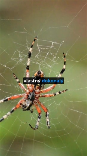 Pavúčí recyklátori? 🕸️♻️ | Zaujímavý Svet