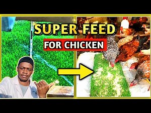 How To Properly Feed Chicken Hydroponics