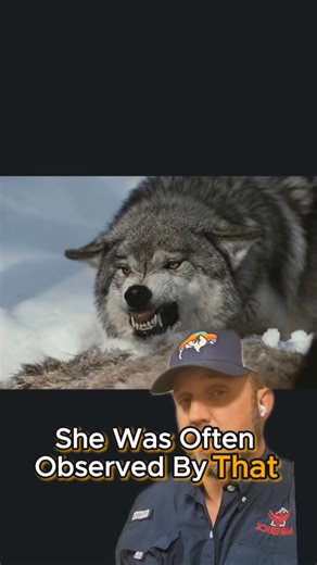 Alpha wolf hunting #elk #wolf #moose #hunting #hunting #greenscreen #jamesbigleyranches | James Bigley Ranches