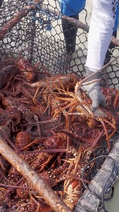 Lobsterman Check Lobster Caught Female Eggs Stock Footage Video (100% Royalty-free) 3680820083 | Shutterstock