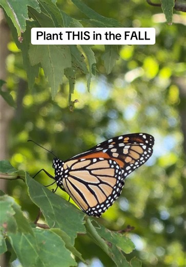 Why plant milkweed seeds in the fall? 🌱🦋 Milkweed seeds benefit from cold stratification, meaning winter’s cold, moist conditions help prepare the seeds to germinate when temperatures warm in spring. 🍂❄️ This bag has 500 heirloom milkweed seeds, making it easy to plant a whole patch for next year. Milkweed is also the essential host plant for monarch caterpillars! 🐛🦋 #savethemonarchs