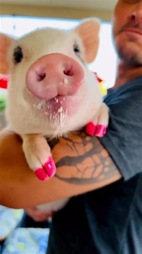 21K views · 1.4K reactions | We started our Facebook page long after Daisy became a viral princess, so we’re catching you up with some of her favorite old clips that never made it here on Facebook殺 Here’s a quick flashback when Daisy’s lil’ lippers were NOT impressed with radishes Marcus Tinsley Jacey Lynn Tinsley #babyanimals #pigs #funnyanimalreels #vegan #smartanimals | The Tinsley Herd | Facebook